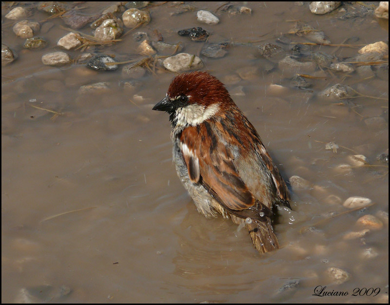 Il bagno del passero